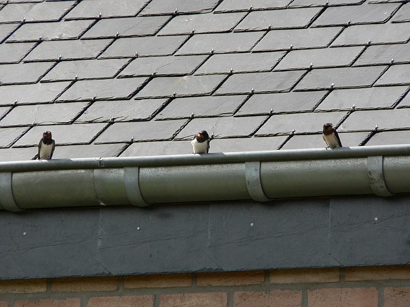 gouttiere-zinc-meignan-jc